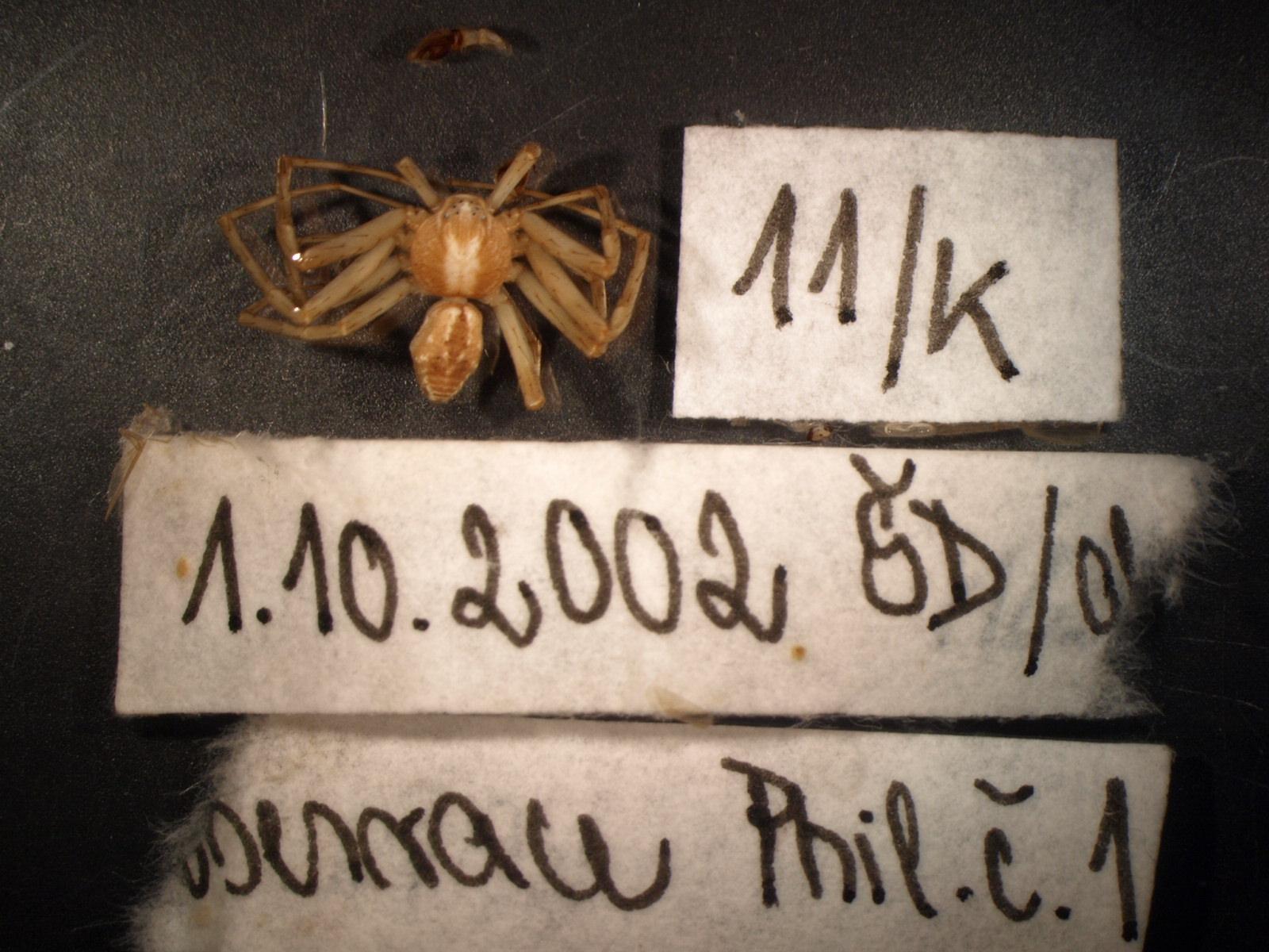 Náhledový obrázek Philodromus buchari - 1