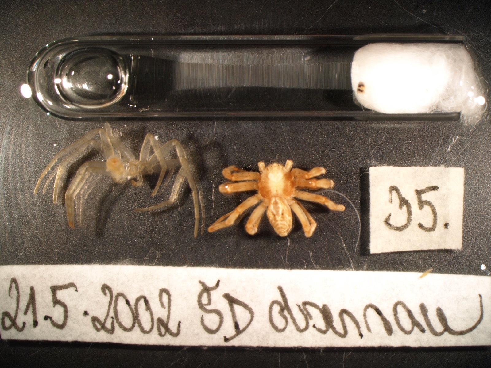 Náhledový obrázek Philodromus buchari - 1