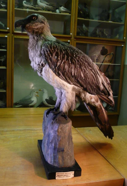 Náhledový obrázek předmětu Orlosup bradatý Gypaetus barbatus (Linnaeus, 1758)