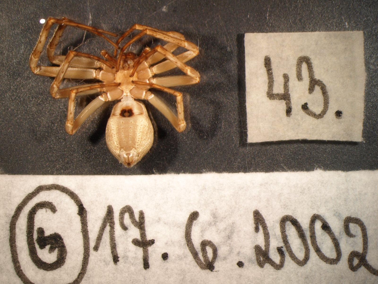 Náhledový obrázek Philodromus buchari - 1