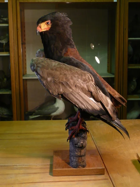Náhledový obrázek předmětu Orlík kejklíř Terathopius ecaudatus (Daudin, 1800)