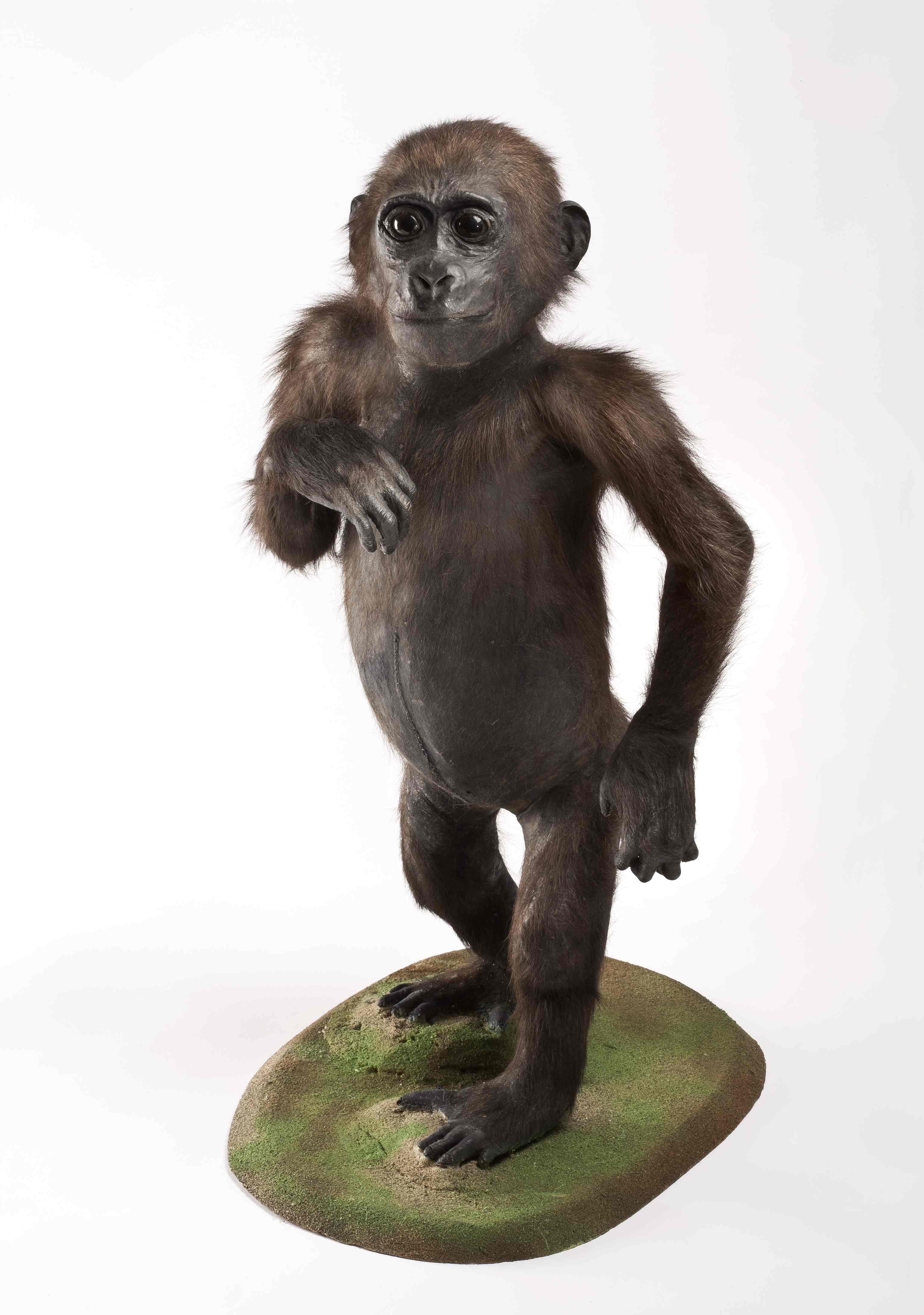 Náhledový obrázek Gorila nížinná (Gorilla gorilla Savage & Wyman, 1847), třída Mammalia - savci,  řád Primates - primáti,  čeleď Hominidae - hominidi, juvenilní jedinec neurčeného pohlaví - 1
