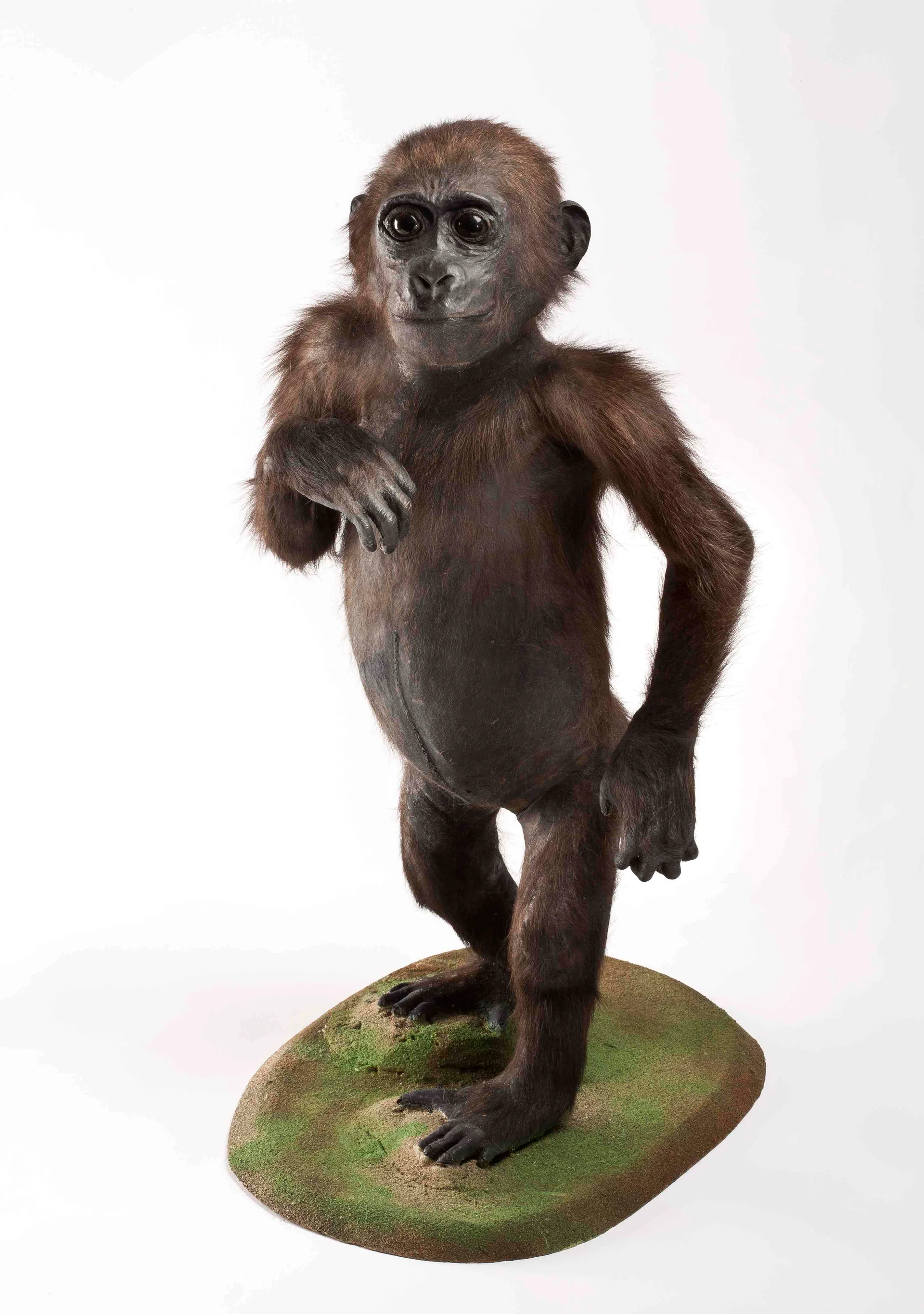 Náhledový obrázek předmětu Gorila nížinná (Gorilla gorilla Savage & Wyman, 1847), třída Mammalia - savci,  řád Primates - primáti,  čeleď Hominidae - hominidi, juvenilní jedinec neurčeného pohlaví