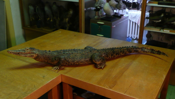 Náhledový obrázek Krokodýl kubánský Crocodylus rhombifer Cuvier, 1807, adultní exemplář - 1