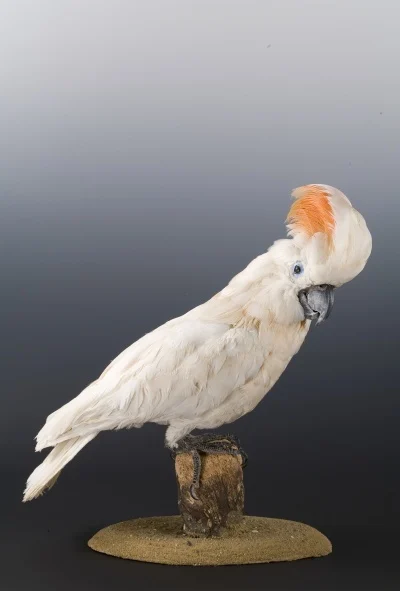 Obrázek Cacatua moluccensis (J. F. Gmelin, 1788)