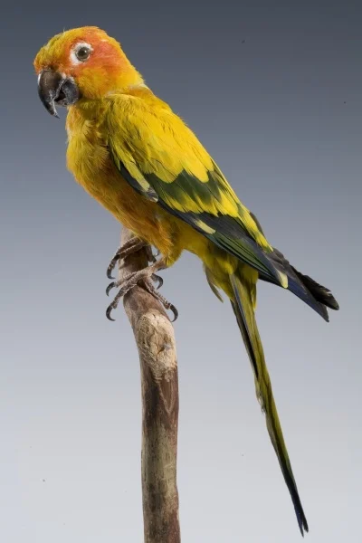 Náhledový obrázek předmětu Aratinga solstitialis (Linnaeus, 1758)