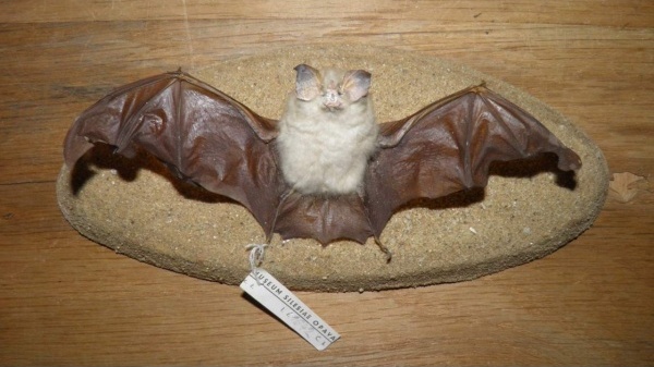 Náhledový obrázek Rhinolophus hipposideros (Bechstein, 1800) - 1