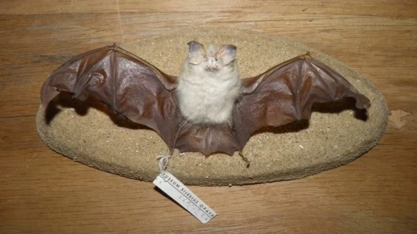 Obrázek Rhinolophus hipposideros (Bechstein, 1800)