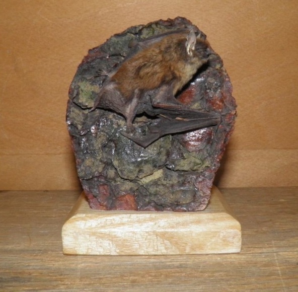 Náhledový obrázek Myotis brandtii (Eversmann, 1845) - 1