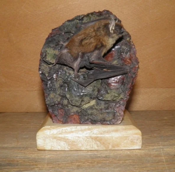Obrázek Myotis brandtii (Eversmann, 1845)