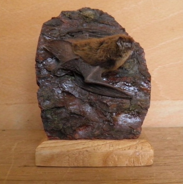 Náhledový obrázek Myotis mystacinus (Kuhl, 1817) - 1