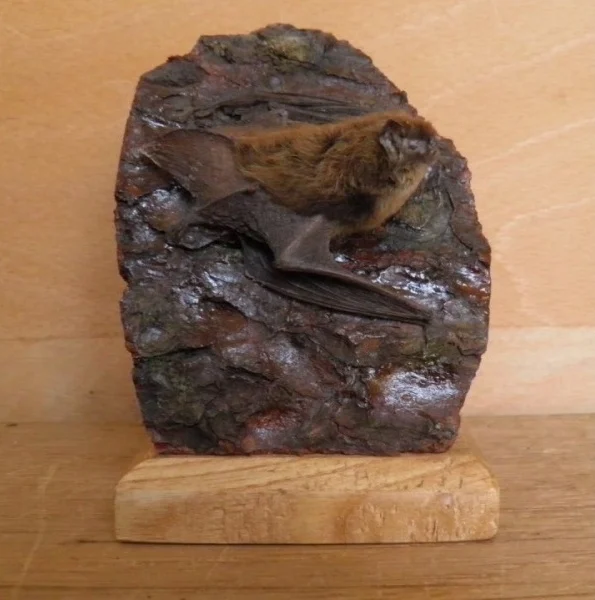 Obrázek Myotis mystacinus (Kuhl, 1817)