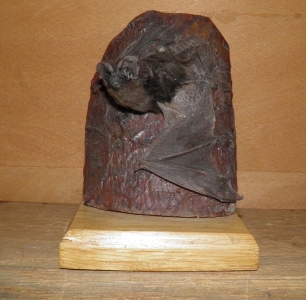 Náhledový obrázek Barbastella barbastellus (Schreber, 1774) - 1