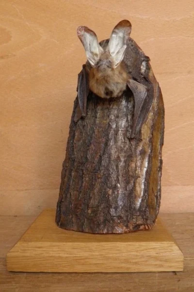 Náhledový obrázek předmětu Plecotus auritus Linnaeus, 1758