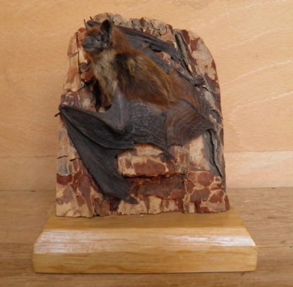 Náhledový obrázek Eptesicus nilssonii (Keyserling et Blasius, 1839) - 1