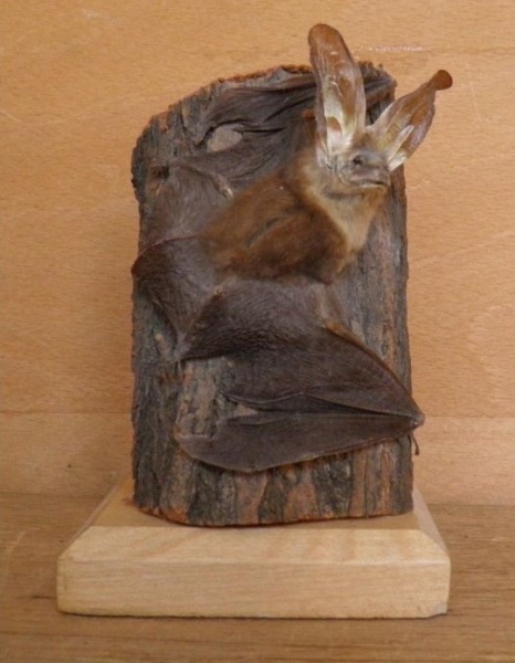 Náhledový obrázek Plecotus auritus Linnaeus, 1758 - 1