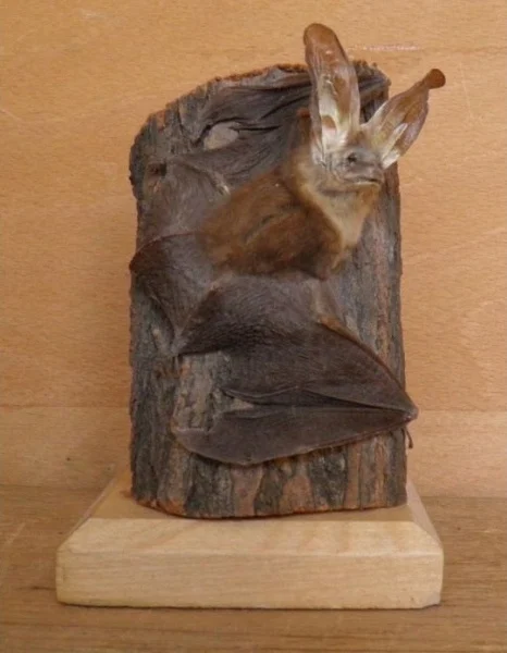 Obrázek Plecotus auritus Linnaeus, 1758
