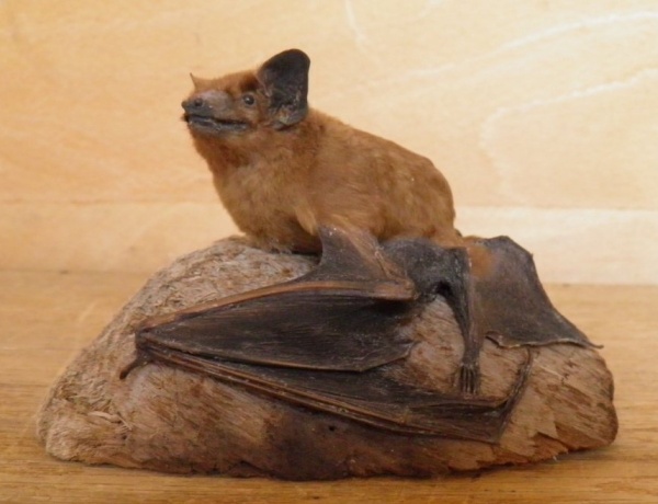 Náhledový obrázek Nyctalus noctula (Schreber, 1774) - 1