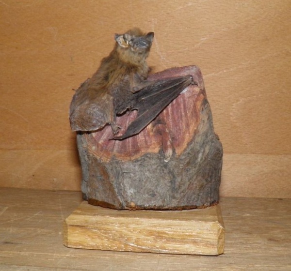 Náhledový obrázek Pipistrellus pipistrellus (Schreber, 1774) - 1