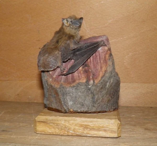 Obrázek Pipistrellus pipistrellus (Schreber, 1774)