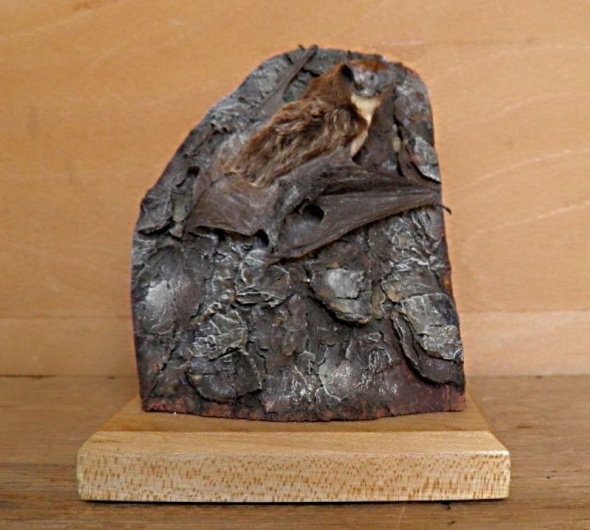 Náhledový obrázek Vespertilio murinus Linnaeus, 1758 - 1