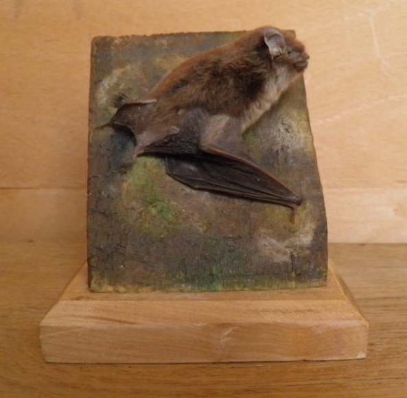 Náhledový obrázek Myotis daubentonii (Kuhl, 1817) - 1