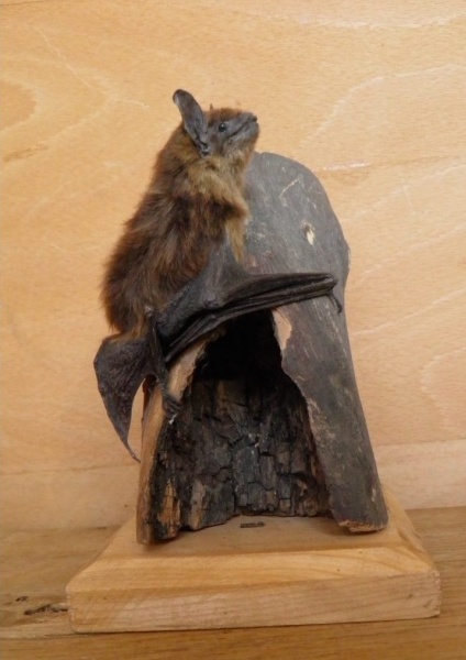 Náhledový obrázek Eptesicus serotinus (Schreber, 1774) - 1