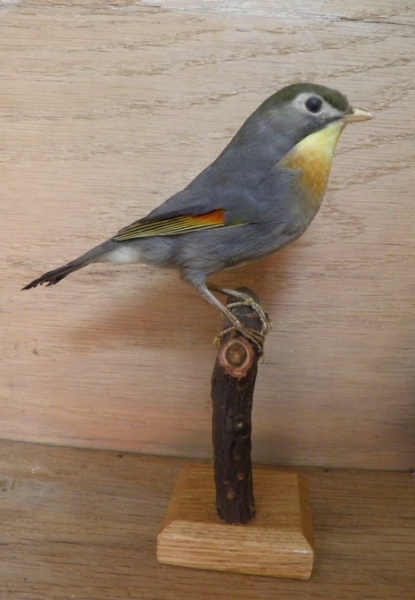 Náhledový obrázek Leiothrix lutea (Scopoli, 1786) - 1