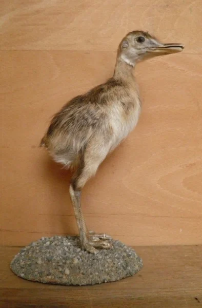 Obrázek Rhea americana (Linnaeus, 1758)