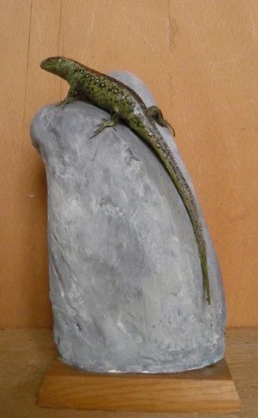 Náhledový obrázek předmětu Lacerta agilis Linnaeus, 1758